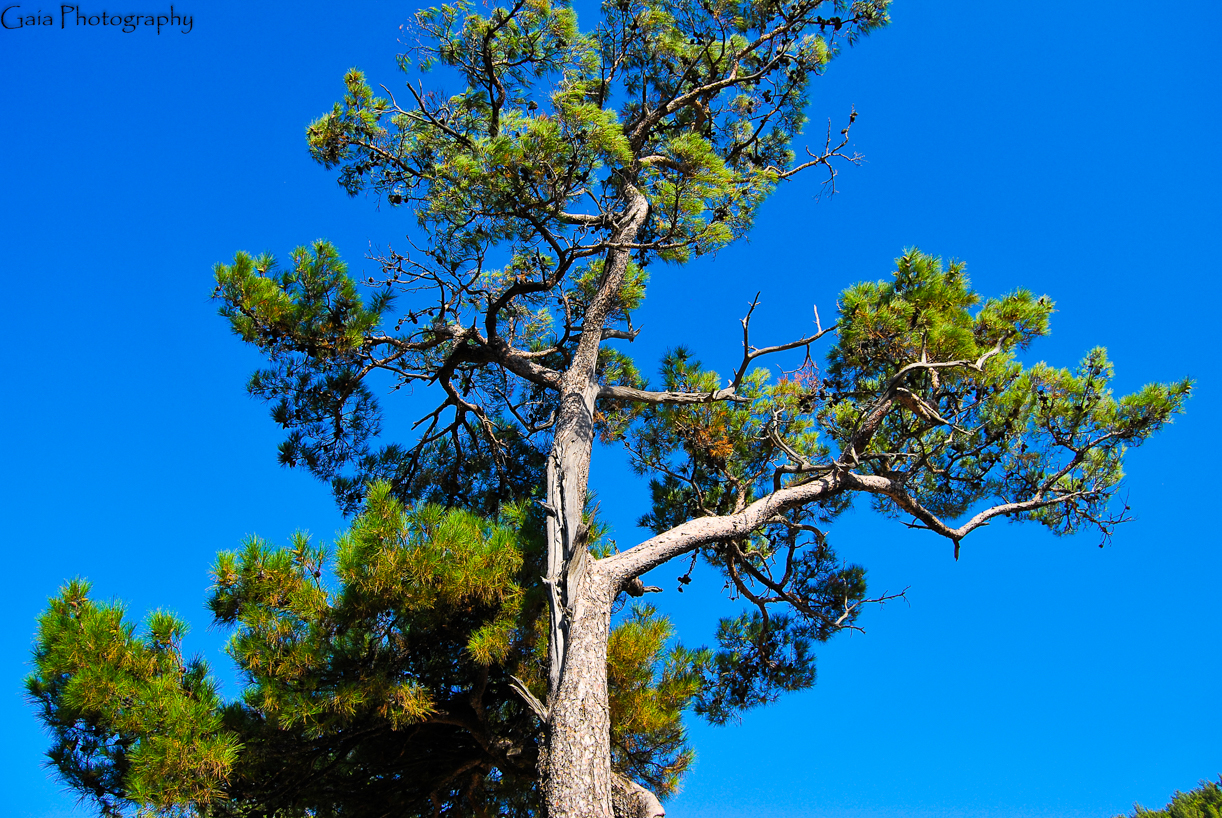 Pines & Sky