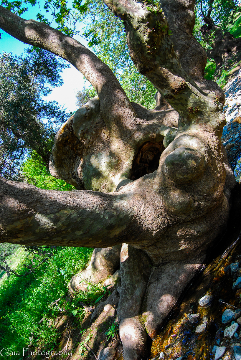 Sloth Tree